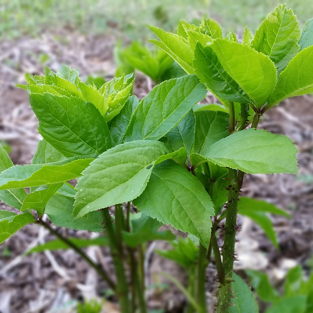 현지네농원,[현지네농원] 오가피순